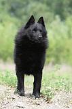 SCHIPPERKE 545